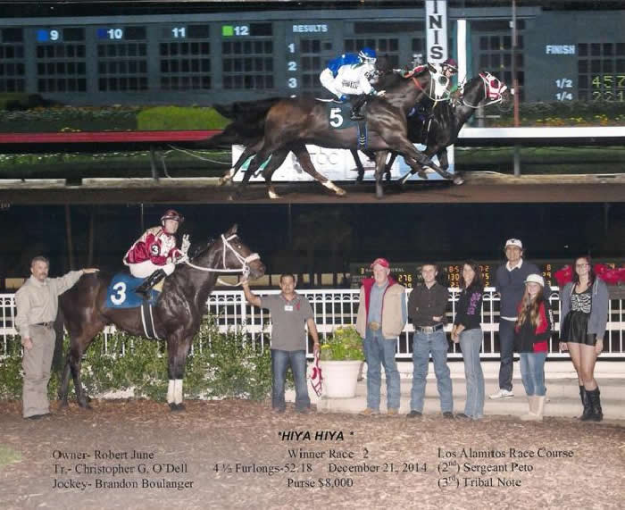 Custom Equine Design